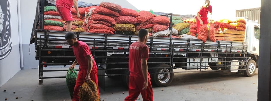 Detentos trabalham na extração de sementes de macaúba para reflorestamento
