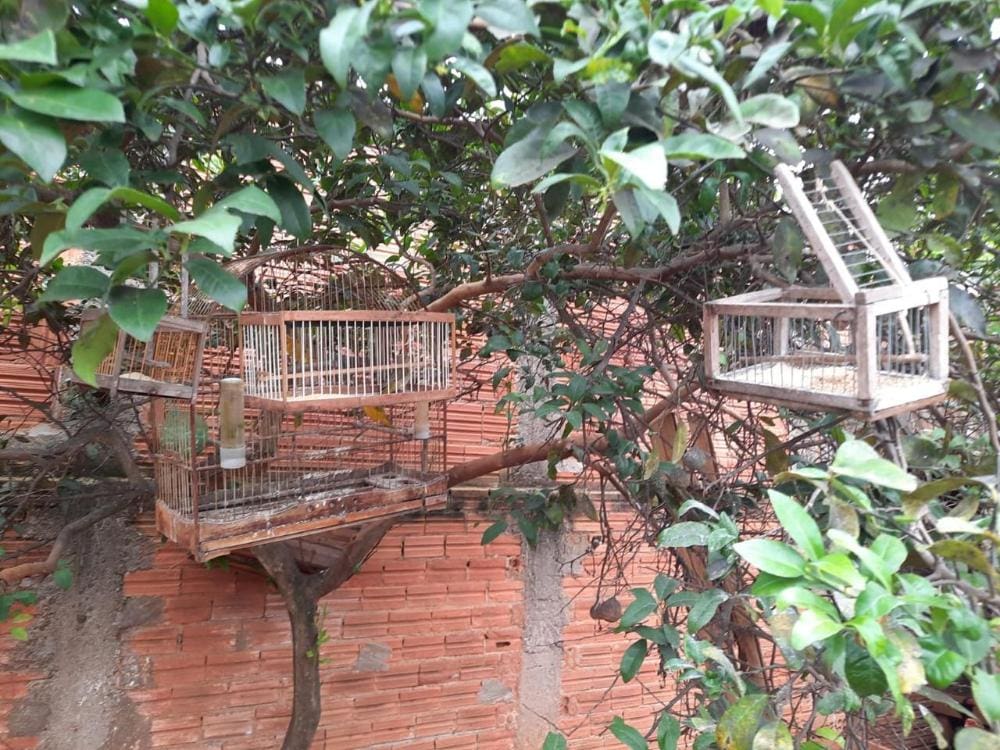 Fiscalização identifica cativeiro e apreende 212 aves silvestres em Alfenas