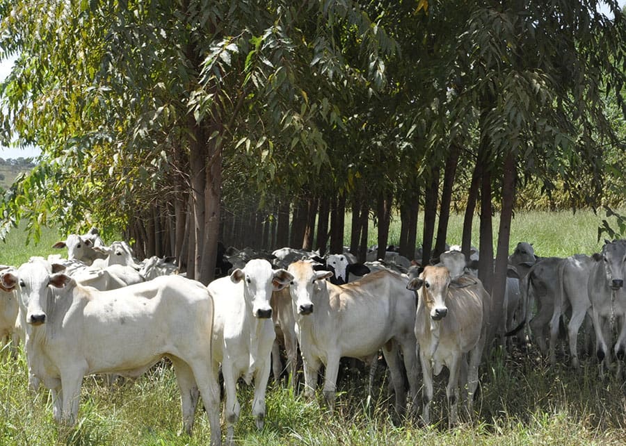 Estudo comprova benefícios econômicos e ambientais de sistemas de Integração Lavoura-Pecuária-Floresta