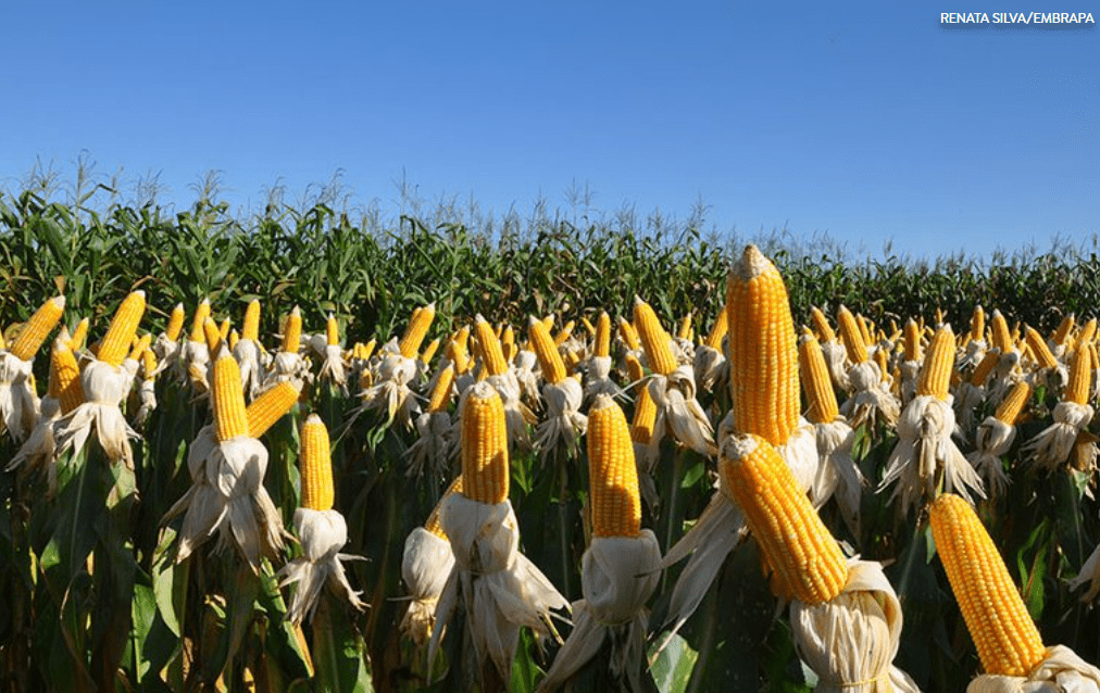 Fertilizantes e defensivos biológicos são 70% das ‘invenções verdes’ brasileiras no agro