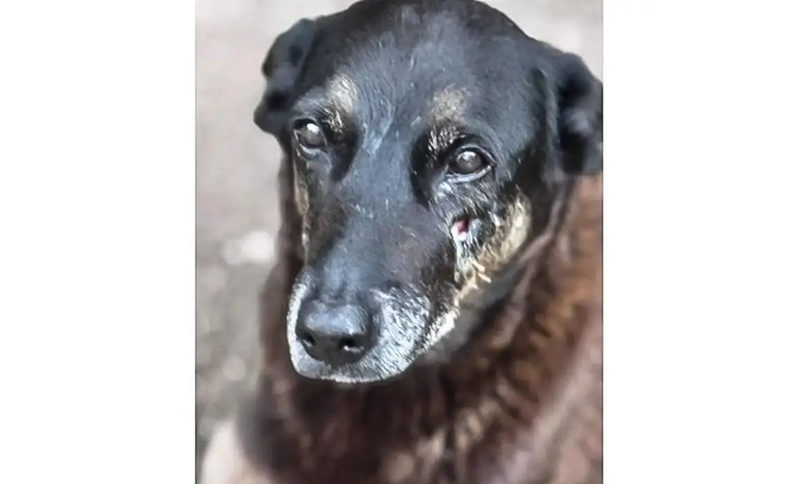Violência Animal: Soldado da PM depõe por morte de cão comunitário em SP